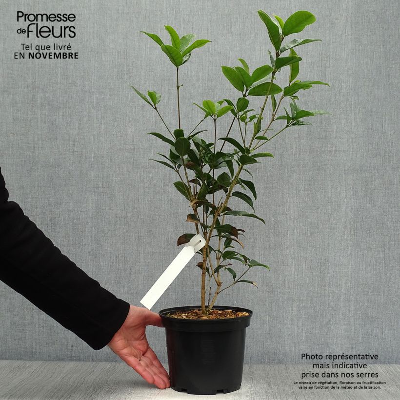 Ejemplar de Osmanthus fragans - Osmanthe parfumé 2L/3L 40/60 cm Pot de 2L/3L entregado en otoño