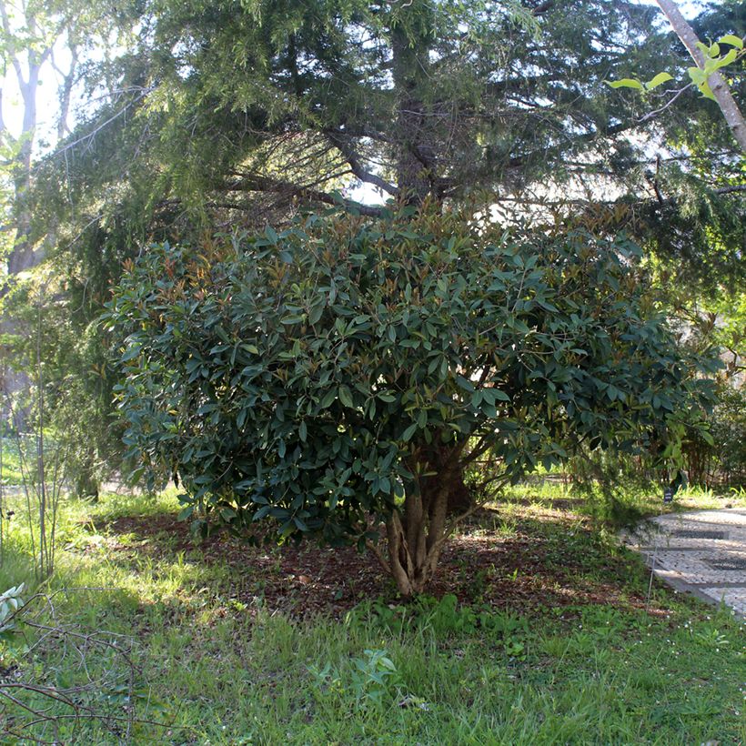 Osmanthus fragrans - Olivo fragante (Porte)