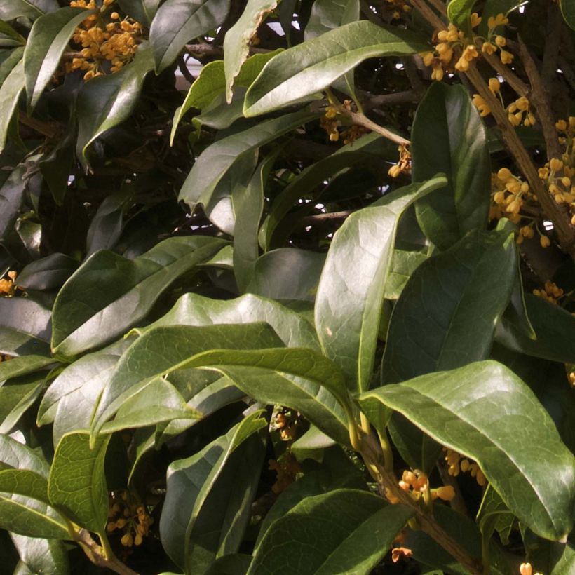 Osmanthus fragrans var. aurantiacus - Olivo fragante (Follaje)