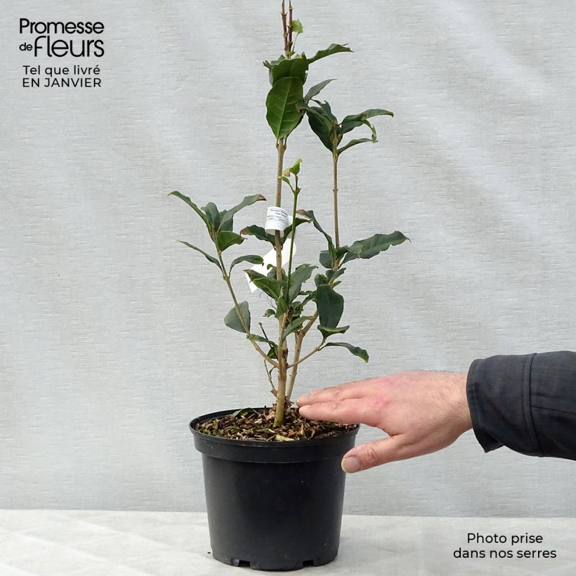 Osmanthus fragrans Aurantiacus - Osmanthe parfumé Pot de 2L/3L Ejemplar entregado en invierno