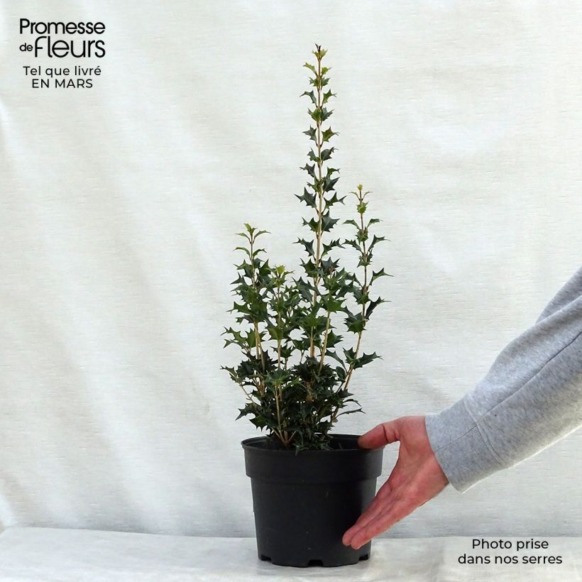 Osmanthus heterophyllus Gulftide 30/40cm en pot de 3L Ejemplar entregado en la primavera