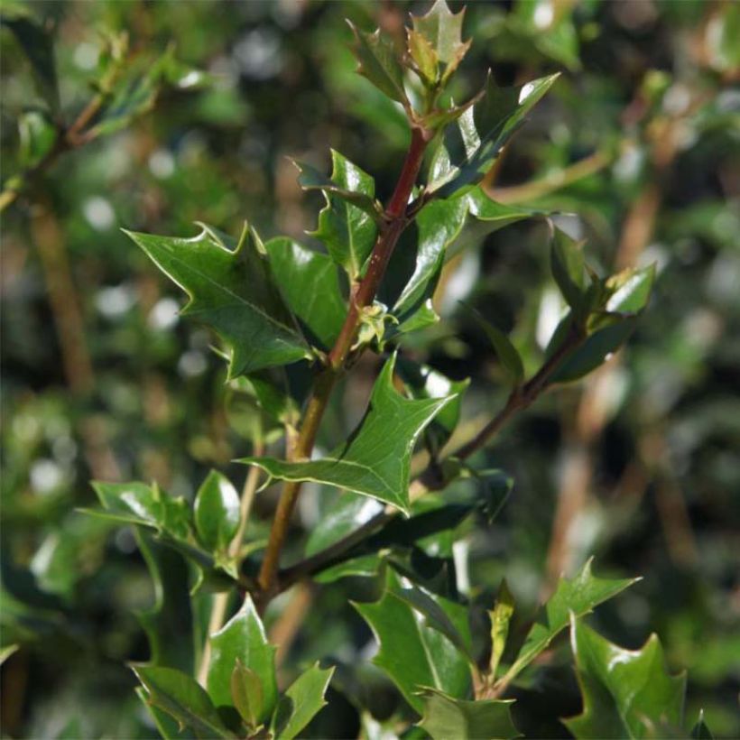 Osmanthus heterophyllus Gulftide - Acebo chino (Follaje)