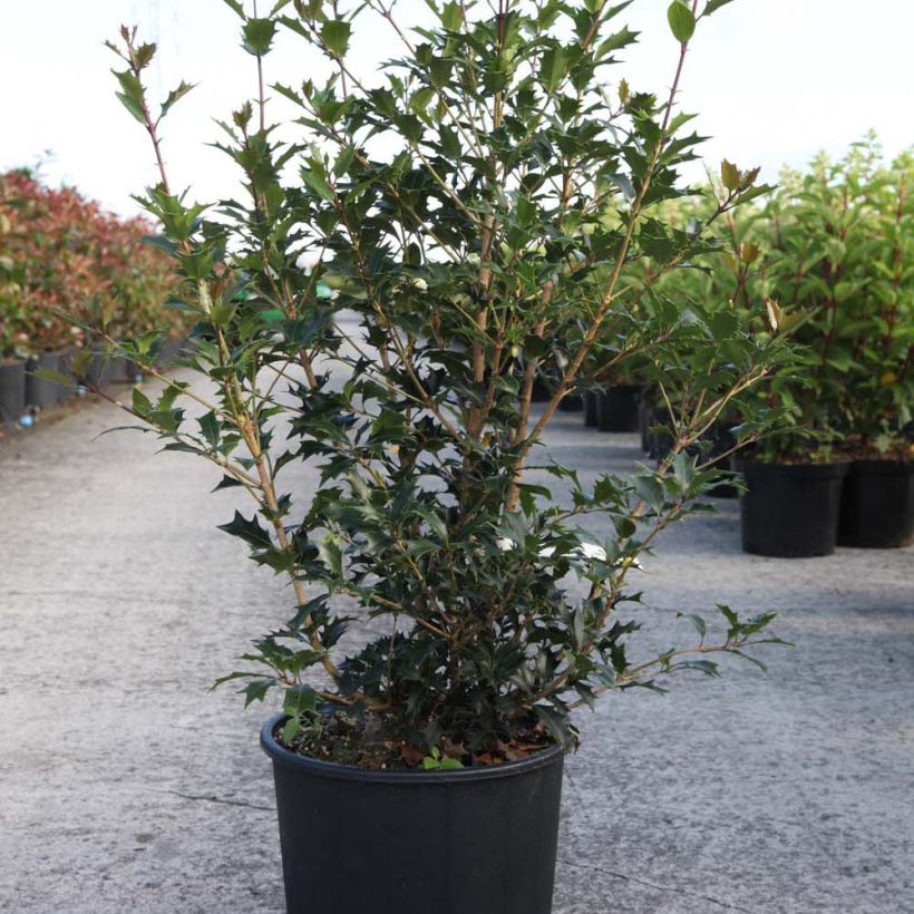 Ejemplo de ejemplar de Osmanthus heterophyllus Gulftide 60/70cm en pot de 12L tal y como se entrega