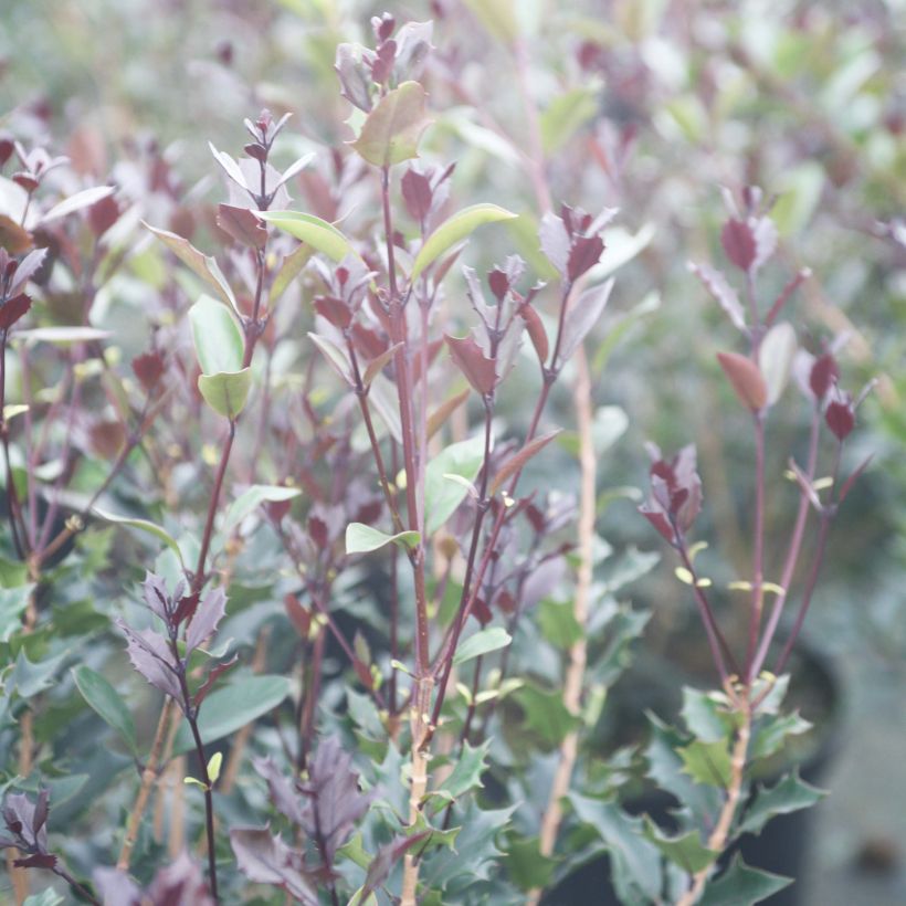 Osmanthus heterophyllus Purpureus - Acebo chino (Follaje)