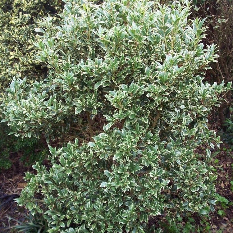 Osmanthus heterophyllus Variegatus - Acebo chino (Porte)