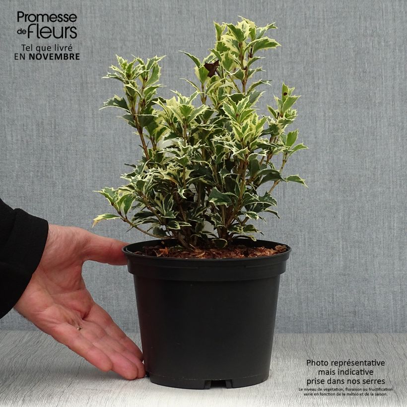 Ejemplar de Osmanthus heterophyllus Variegatus - Osmanthe panaché en pot de 2L/3L entregado en otoño