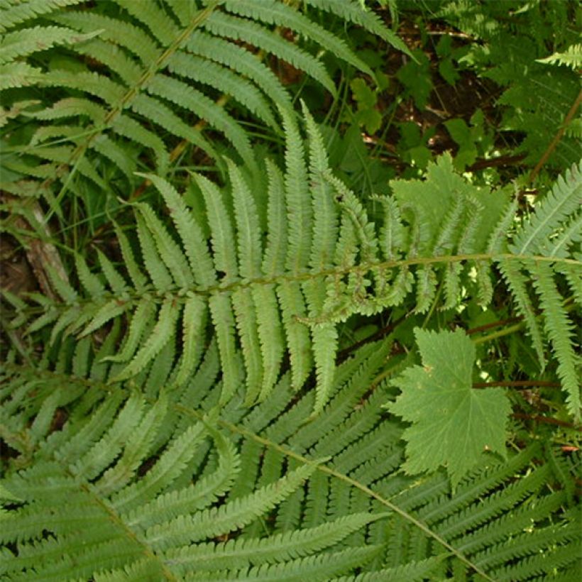 Osmunda claytoniana - Helecho (Follaje)