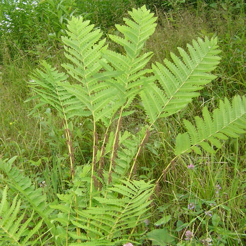 Osmunda claytoniana - Helecho (Porte)