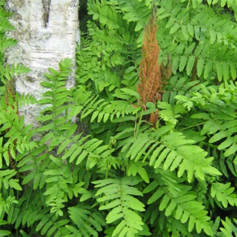 Osmunda regalis Purpurascens - Helecho real (Follaje)