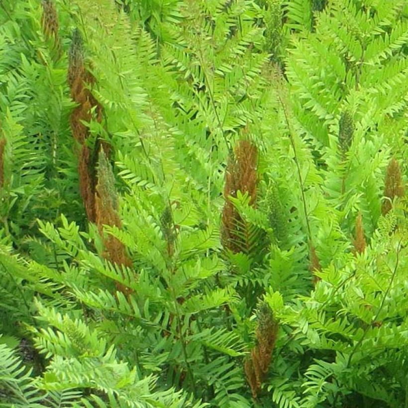 Osmunda regalis Purpurascens - Helecho real (Floración)