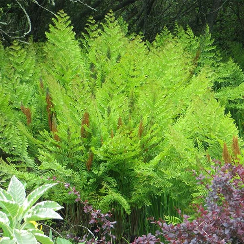 Osmunda regalis Purpurascens - Helecho real (Porte)