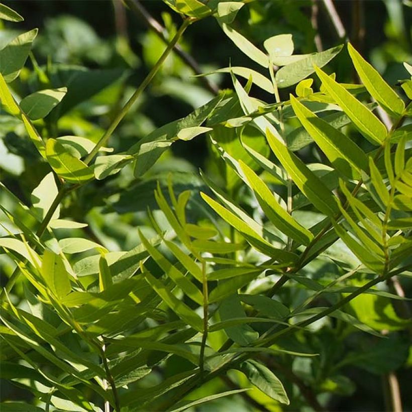 Osmunda japonica - Helecho (Follaje)