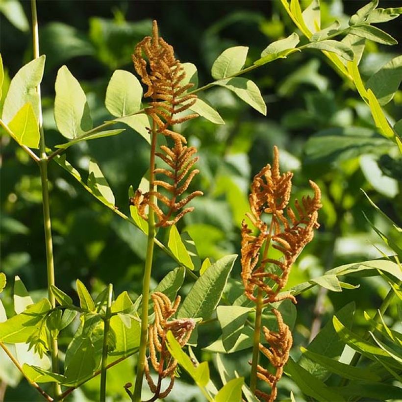 Osmunda japonica - Helecho (Floración)