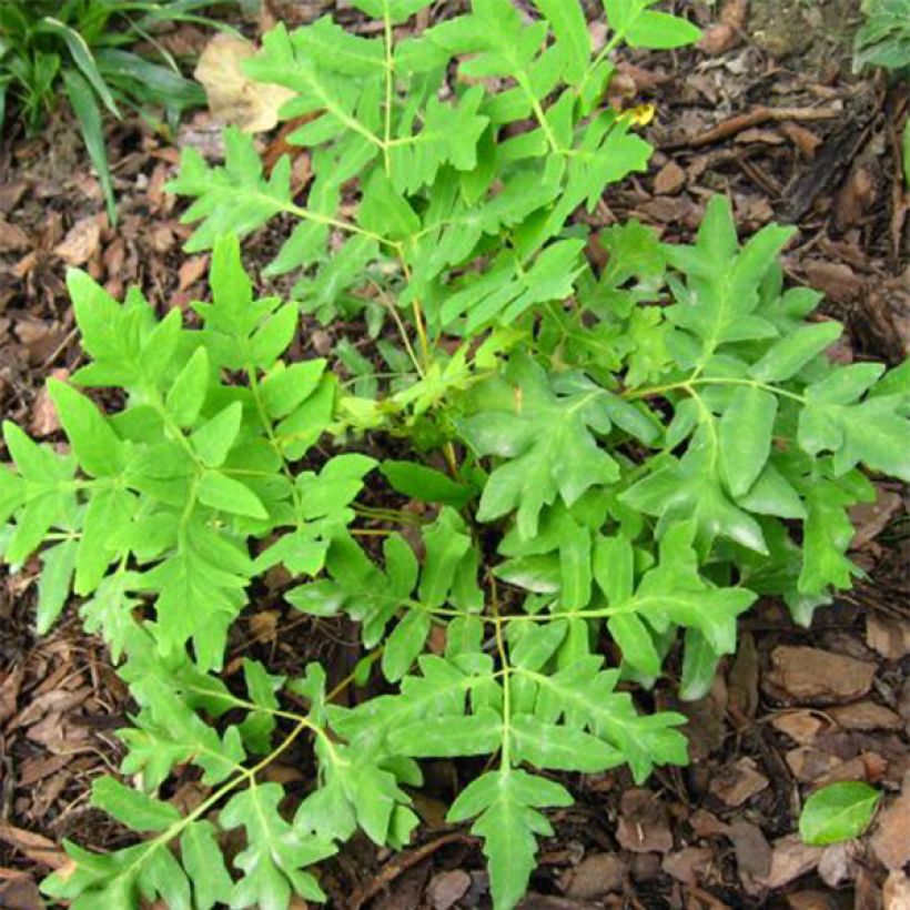 Osmunda regalis Cristata - Helecho real (Follaje)