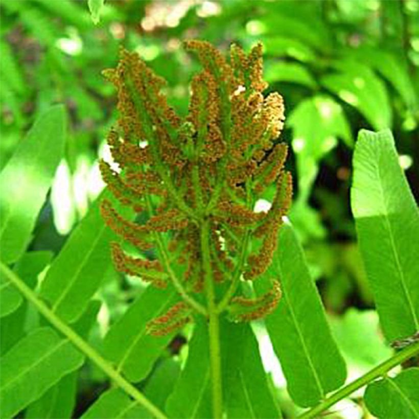 Osmunda regalis Cristata - Helecho real (Floración)