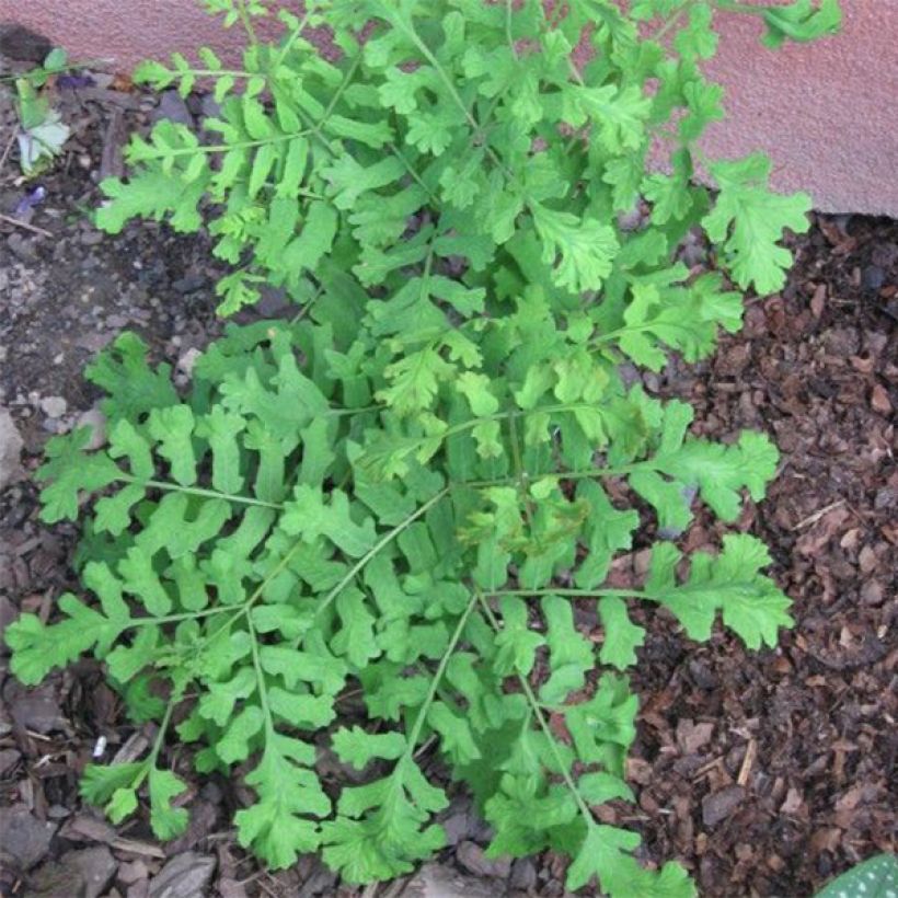 Osmunda regalis Cristata - Helecho real (Porte)