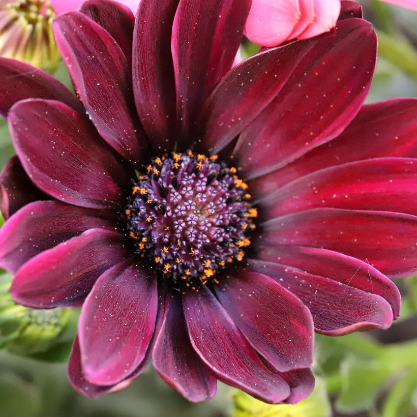 Osteospermum Dalina Red Dark - Margarita del Cabo (Floración)