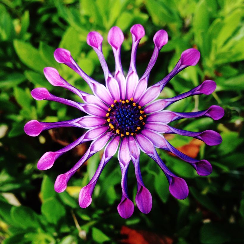 Osteospermum Flower Power Spider Pink - Margarita del Cabo (Floración)