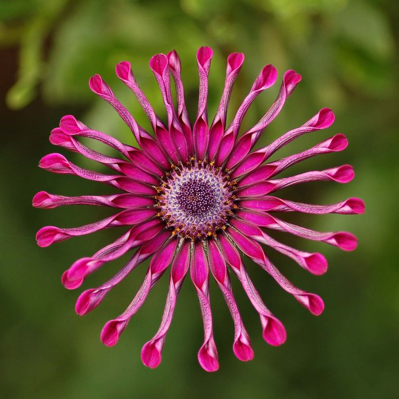 Osteospermum Flower Power Spider Purple - Margarita del Cabo (Floración)