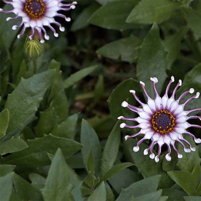 Osteospermum Flower Power Spider White - Margarita del Cabo (Floración)