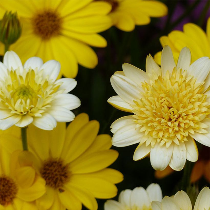 Osteospermum Summersmile Double Golden Yellow - Margarita del Cabo (Floración)