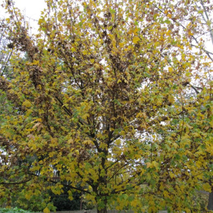 Ostrya carpinifolia - Carpe negro (Porte)