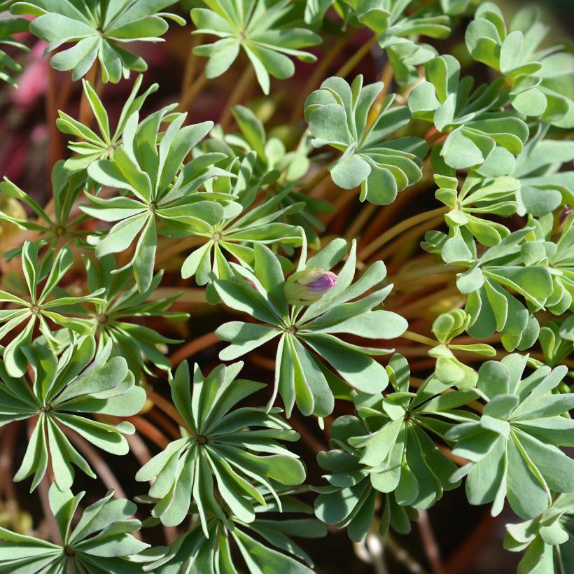 Oxalis adenophylla - Acederilla (Follaje)