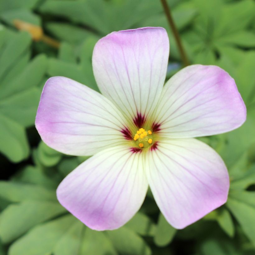 Oxalis adenophylla - Acederilla (Floración)