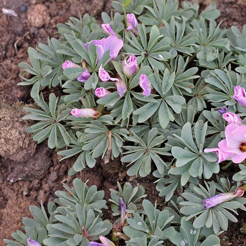 Oxalis adenophylla - Acederilla (Porte)