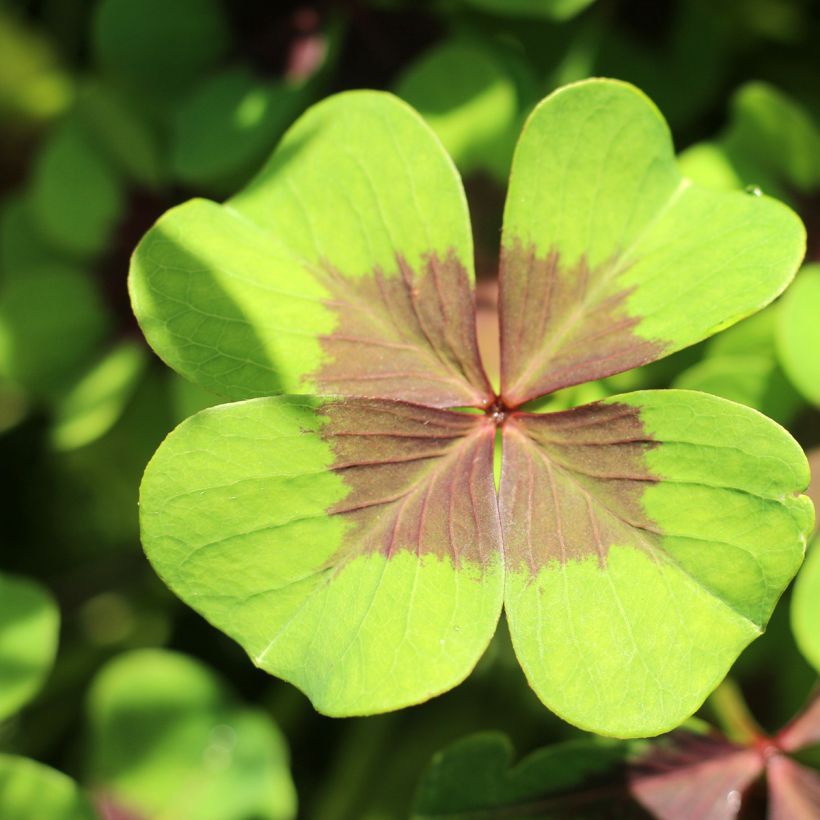 Oxalis deppei - Acederilla (Follaje)