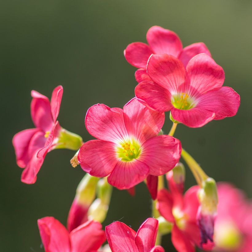 Oxalis deppei - Acederilla (Floración)