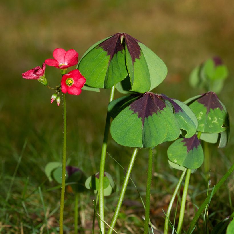 Oxalis deppei - Acederilla (Porte)