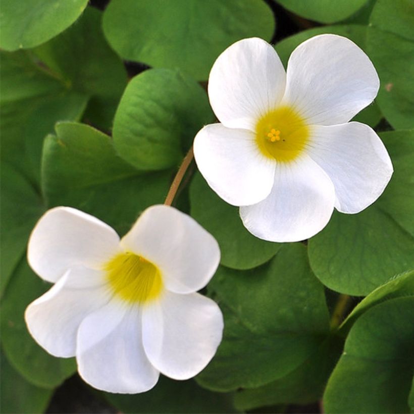 Oxalis purpurea Alba - Planta mariposa (Floración)