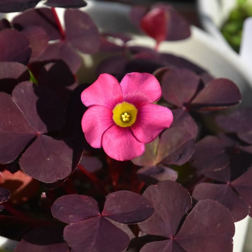 Oxalis purpurea Garnet - Planta mariposa (Floración)