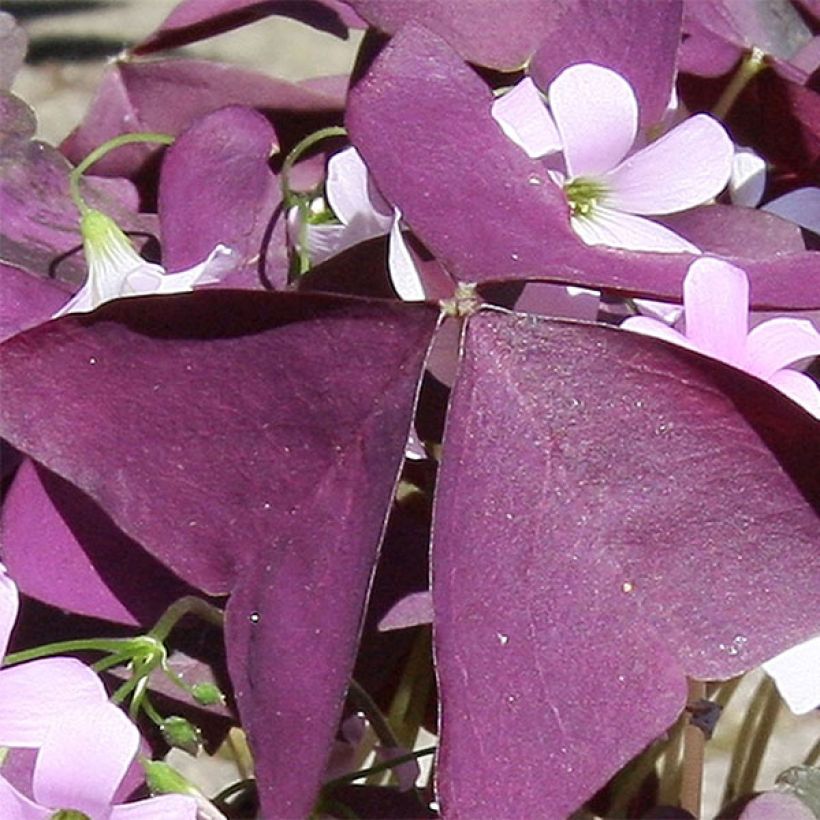 Oxalis triangularis subsp.papilionacea Atropurpurea - Planta mariposa (Follaje)