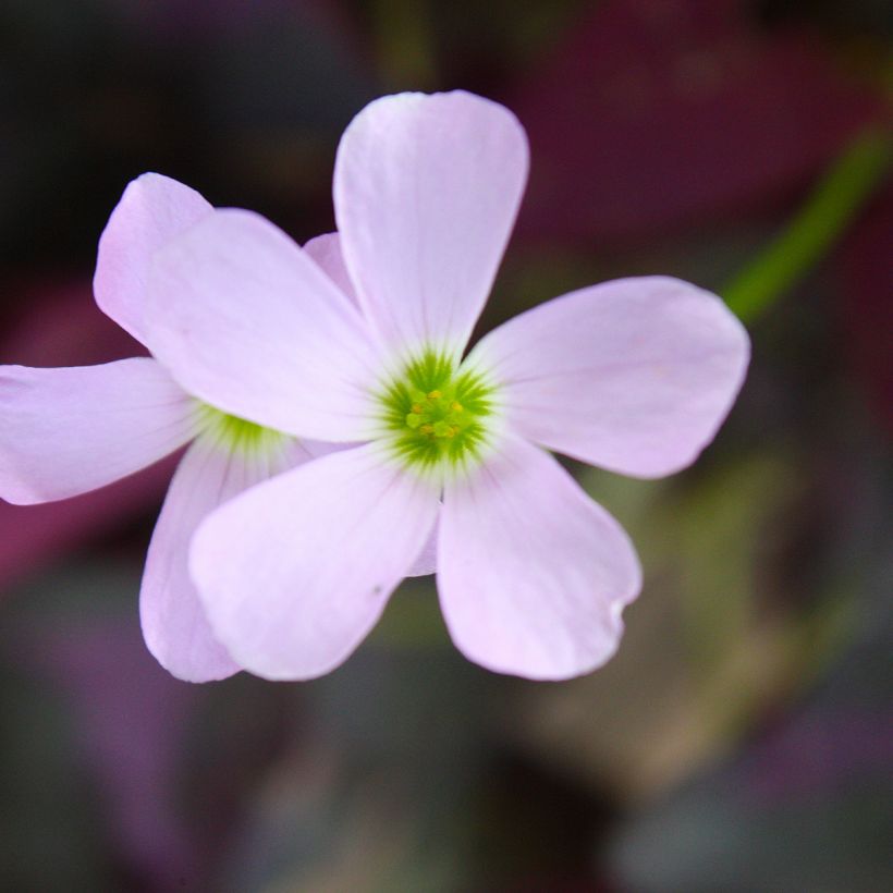 Oxalis triangularis subsp.papilionacea Atropurpurea - Planta mariposa (Floración)