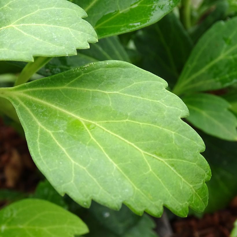 Pachysandra terminalis Green Carpet - Diamante (Follaje)