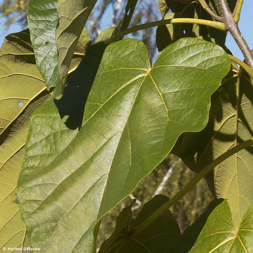 Paulownia fortunei Fast Blue Minfast (Follaje)