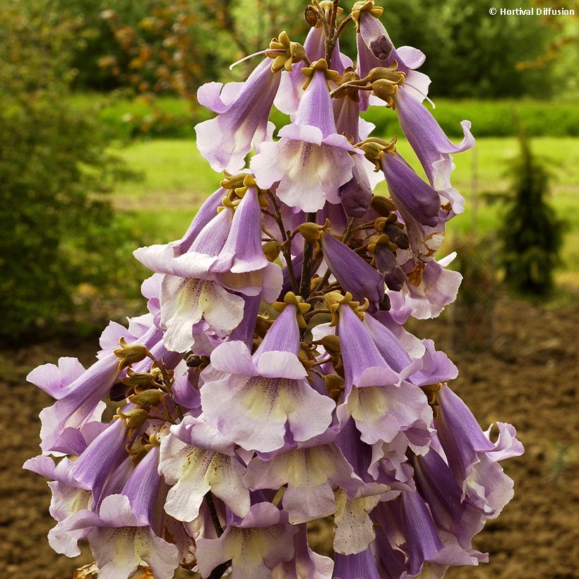 Paulownia fortunei Fast Blue Minfast (Floración)