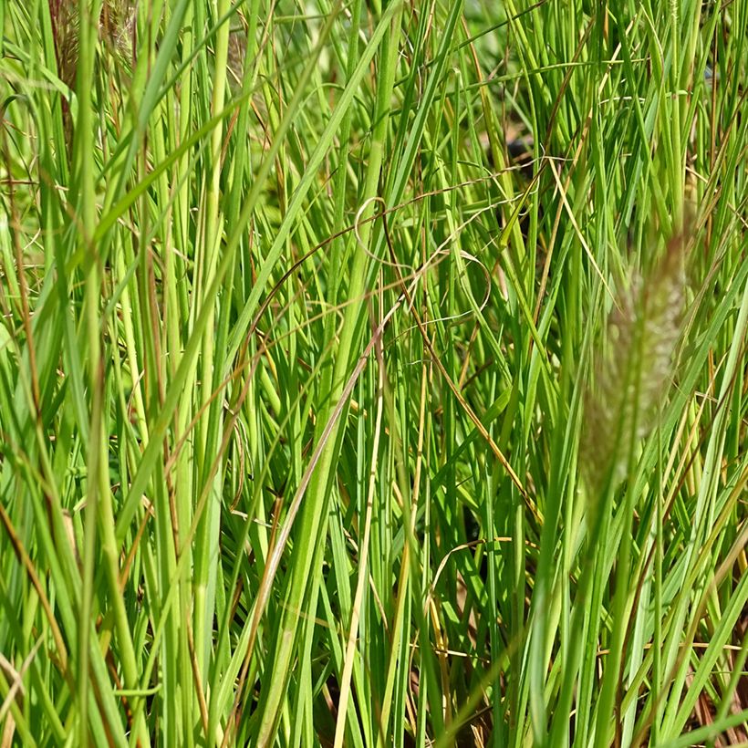 Pennisetum alopecuroïdes Cassian (Follaje)