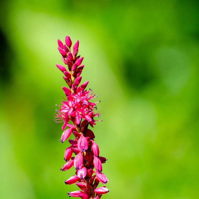 Persicaria amplexicaulis Amethyst (Floración)