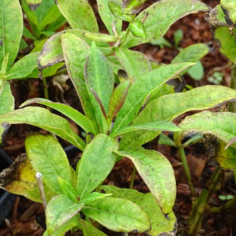 Phlox paniculata Amethyst (Follaje)