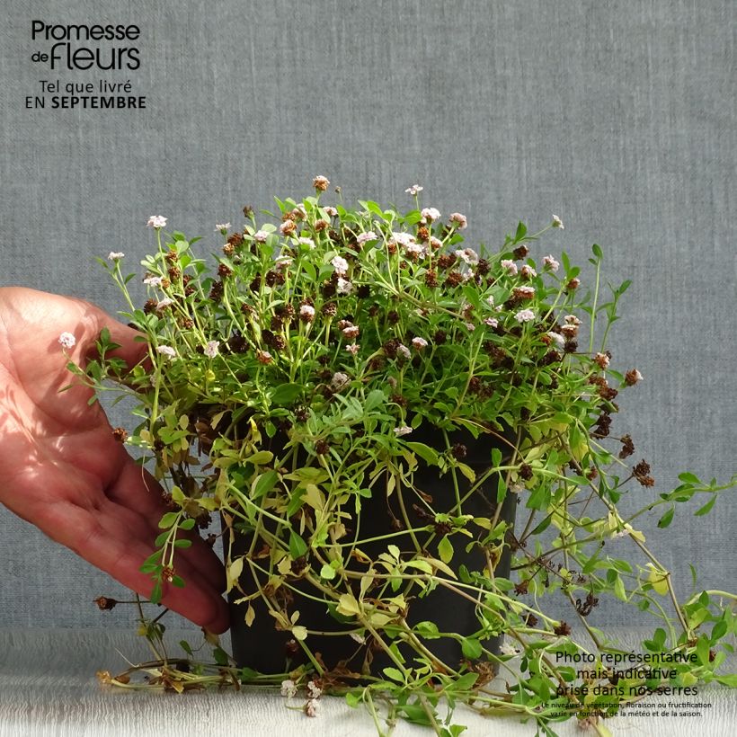 Ejemplar de Phyla ou Lippia nodiflora - Verveine nodulaire en pot de 2L/3L entregado en otoño