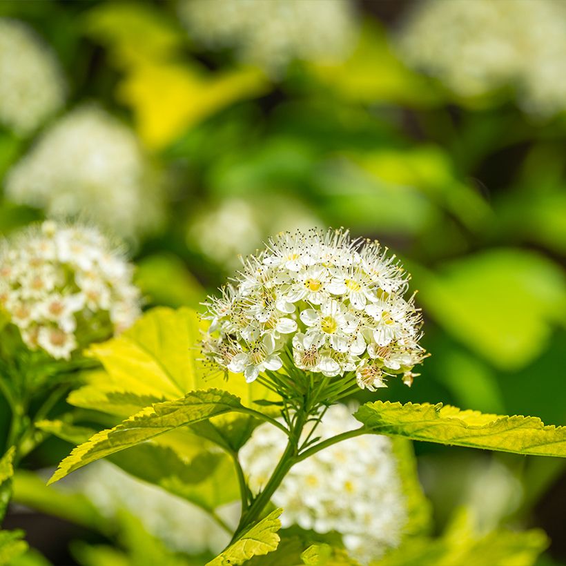 Physocarpus opulifolius Nugget (Floración)