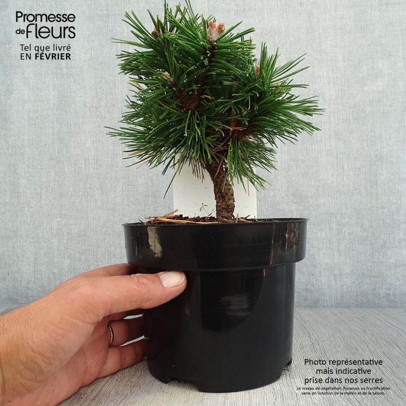 Ejemplar de Pin de montagne - Pinus mugo Benjamin en pot de 2l/3l entregado en otoño