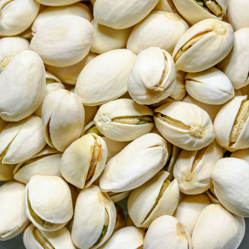 Pistachio Kerman (Cosecha)