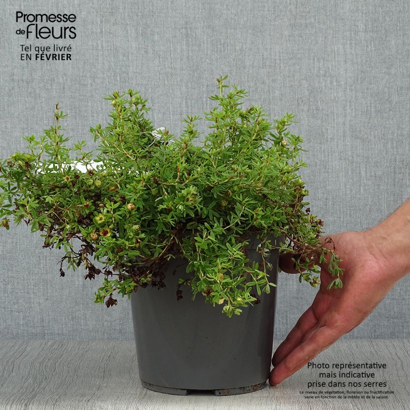 Ejemplar de Potentille arbustive - Potentilla fruticosa Red Joker Pot de 3L/4L entregado en otoño