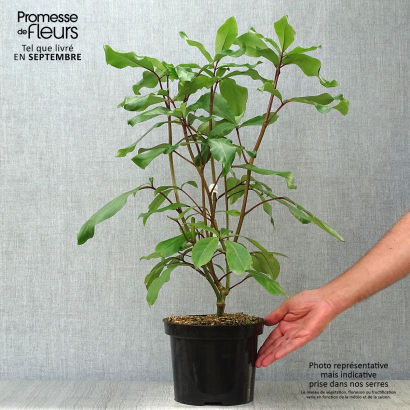 Ejemplar de Pseudopanax laetus  Pot de 3L/4L entregado en otoño