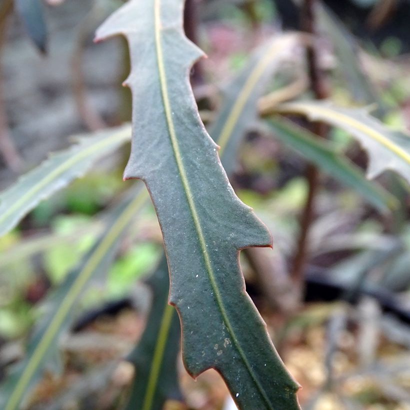 Pseudopanax Bronze Eagle (Follaje)