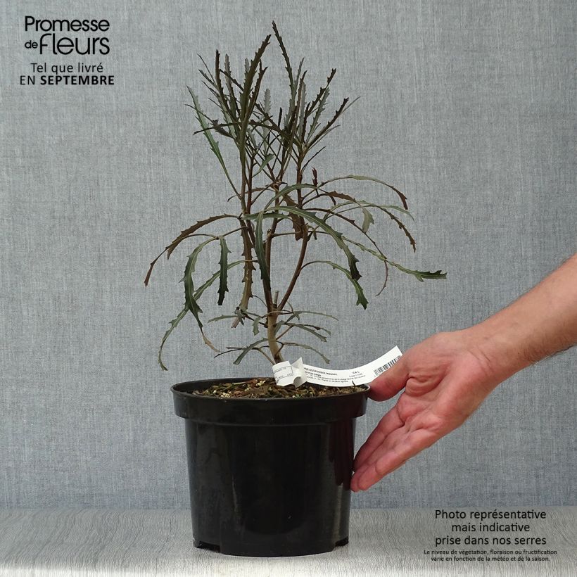 Ejemplar de Pseudopanax Bronze Eagle Pot de 3L/4L entregado en otoño